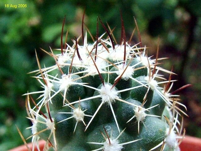 Sclerocactus _whipplei SB471 _07